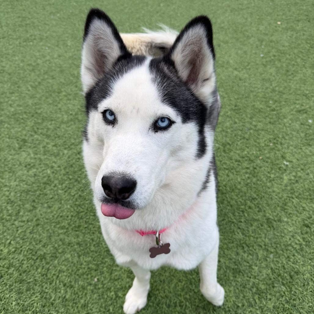 Enlarge Hocus, a Adoptable Husky in Batavia, OH image 2/4