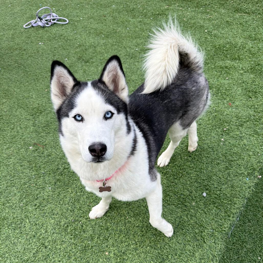 Enlarge Hocus, a Adoptable Husky in Batavia, OH image 3/4