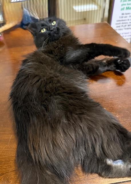 Enlarge RALPHIE, an adopted Domestic Medium Hair in Lake Ozark, MO image 1/6