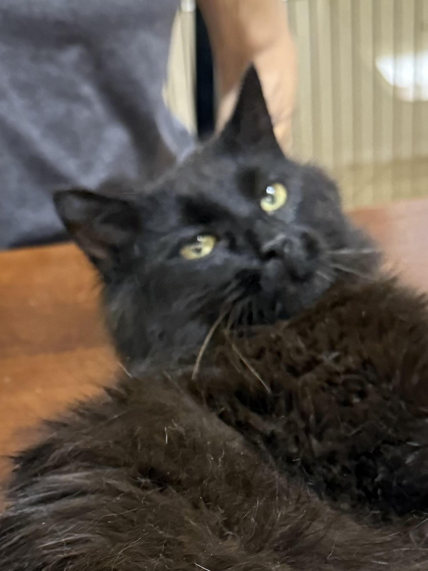 Enlarge RALPHIE, an adopted Domestic Medium Hair in Lake Ozark, MO image 2/6