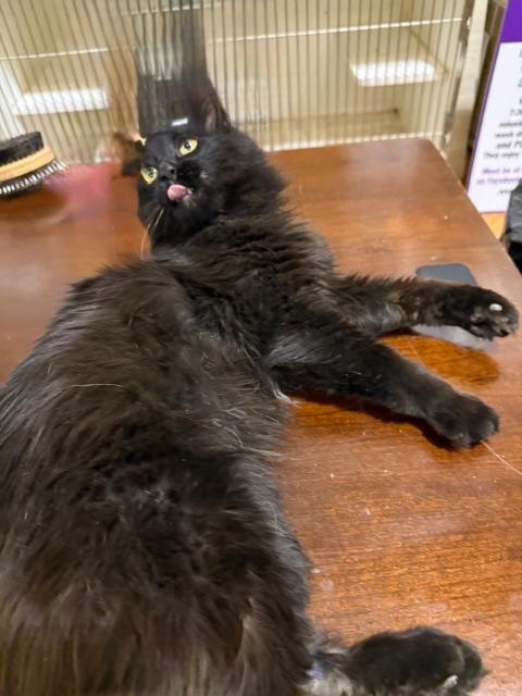 Enlarge RALPHIE, an adopted Domestic Medium Hair in Lake Ozark, MO image 3/6
