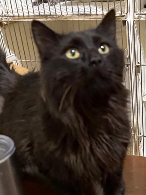 Enlarge RALPHIE, an adopted Domestic Medium Hair in Lake Ozark, MO image 6/6