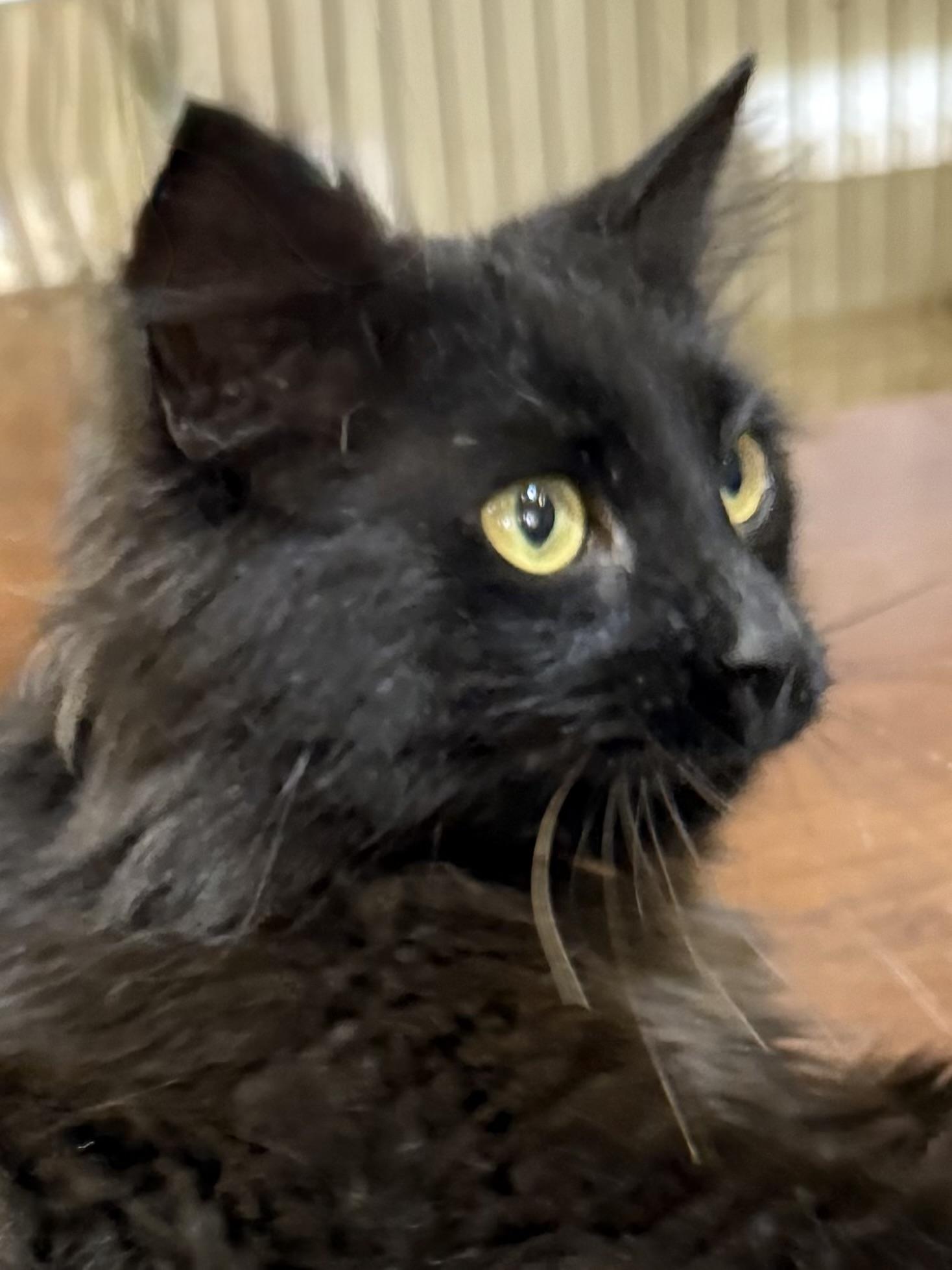 Enlarge RALPHIE, an adopted Domestic Medium Hair in Lake Ozark, MO image 4/6