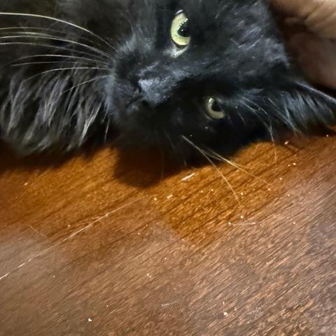 Enlarge RALPHIE, an adopted Domestic Medium Hair in Lake Ozark, MO image 5/6