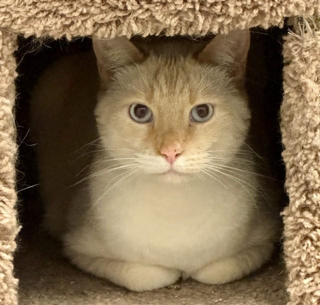 MAMASH, Adoptable, Young Male Domestic Short Hair.