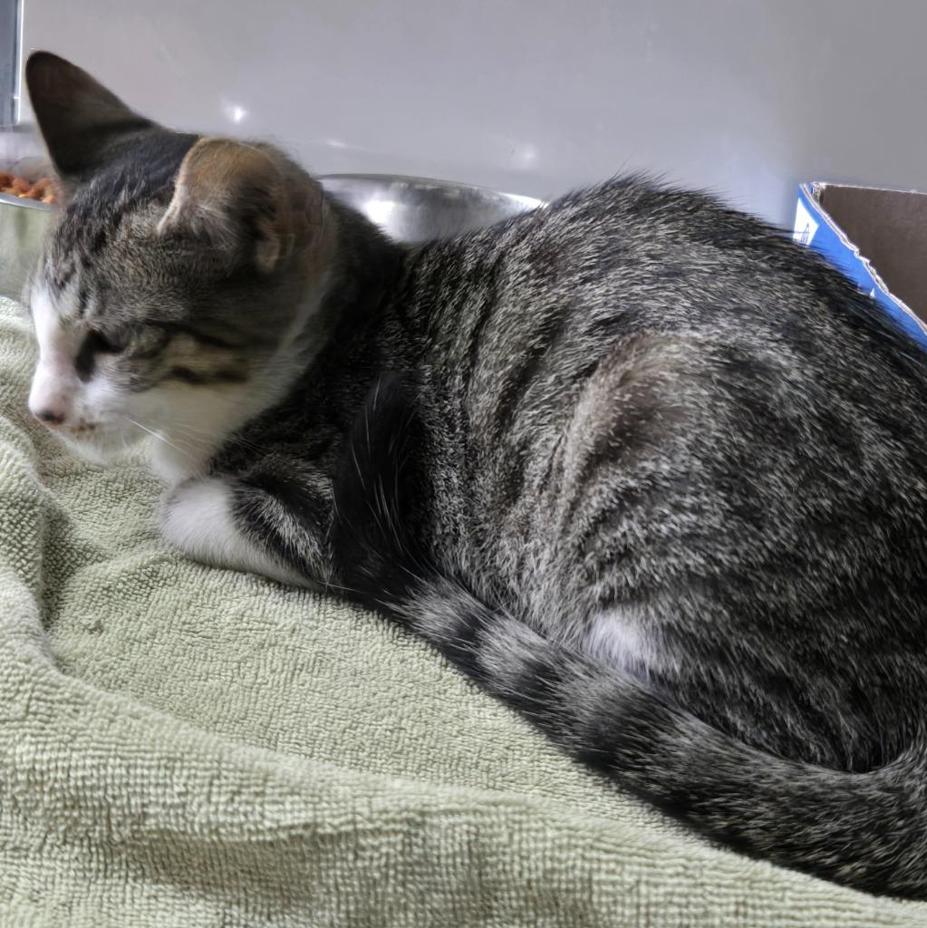 Mittens, Adoptable, Kitten Female Domestic Short Hair.