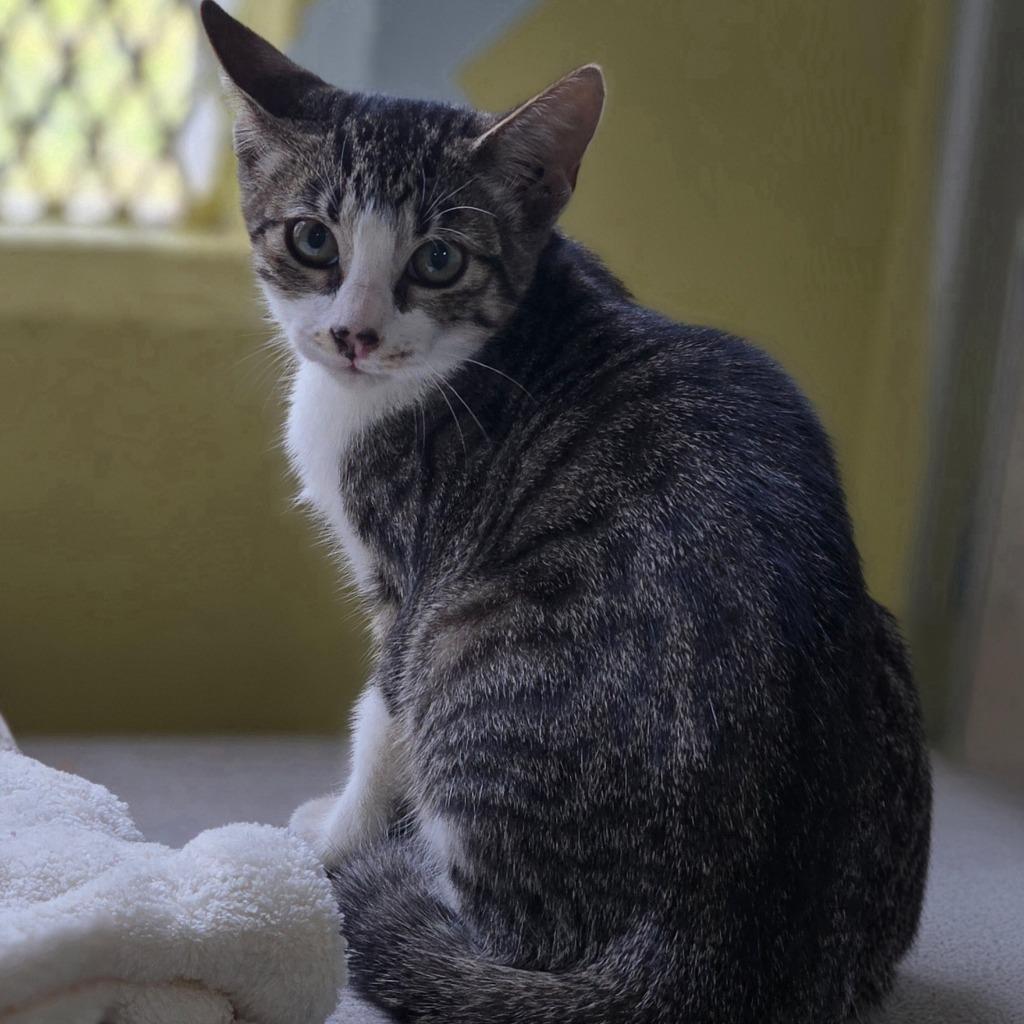 Enlarge Mittens, a Adoptable mixed breed in Mangilao, GU image 2/2