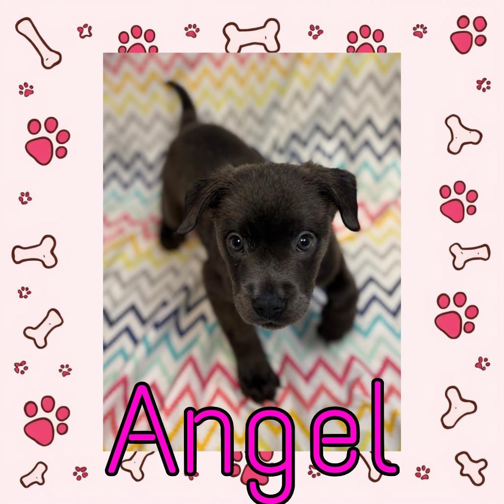 Angel, Adoptable, Puppy Female Pit Bull Terrier & Mixed Breed.