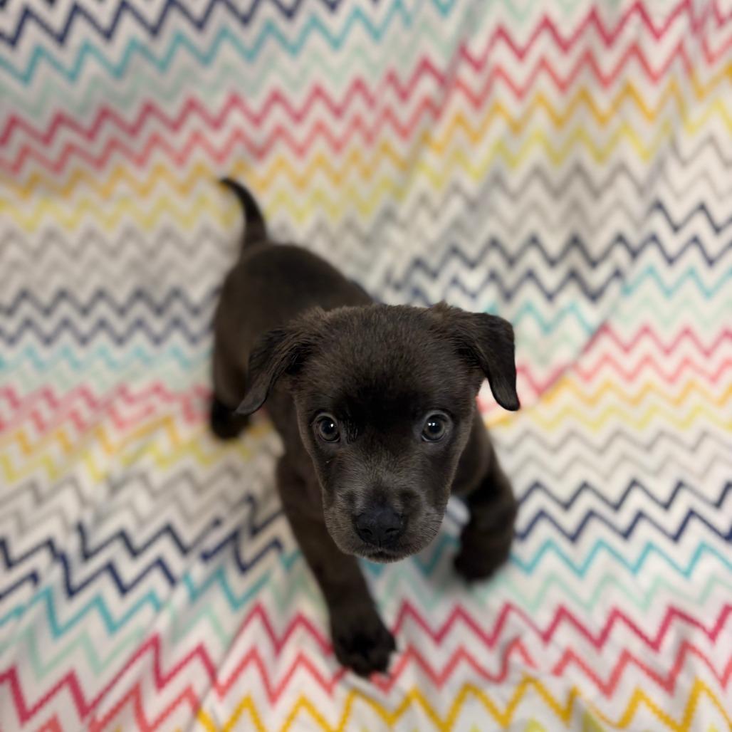 Enlarge Angel, a Adoptable mixed breed in Royse City, TX image 2/2