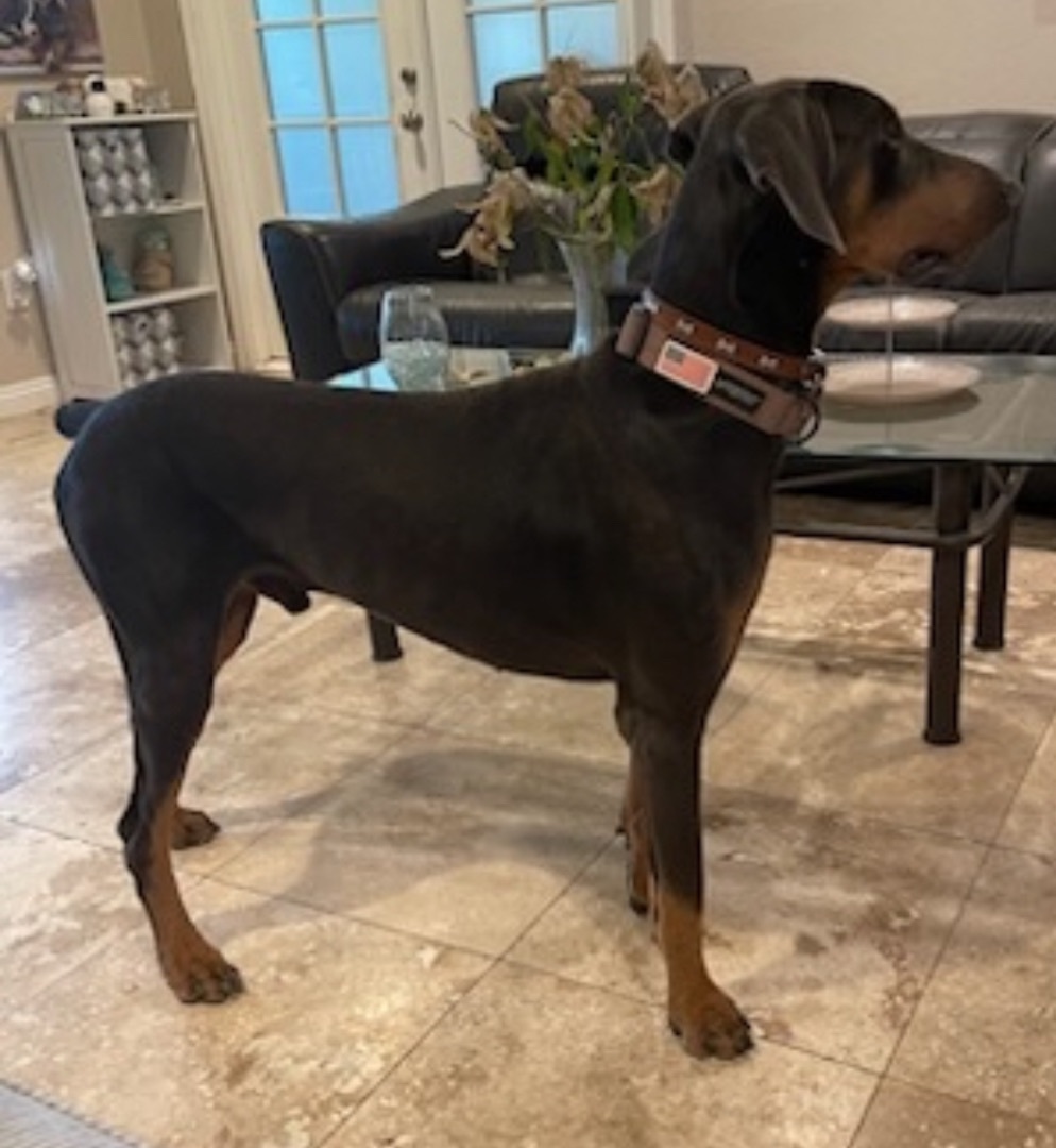 Remy, a Adoptable Doberman Pinscher image 1/2