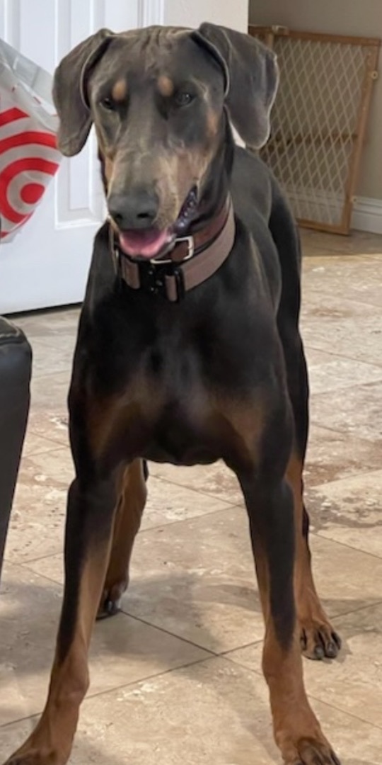 Remy, a Adoptable Doberman Pinscher image 2/2