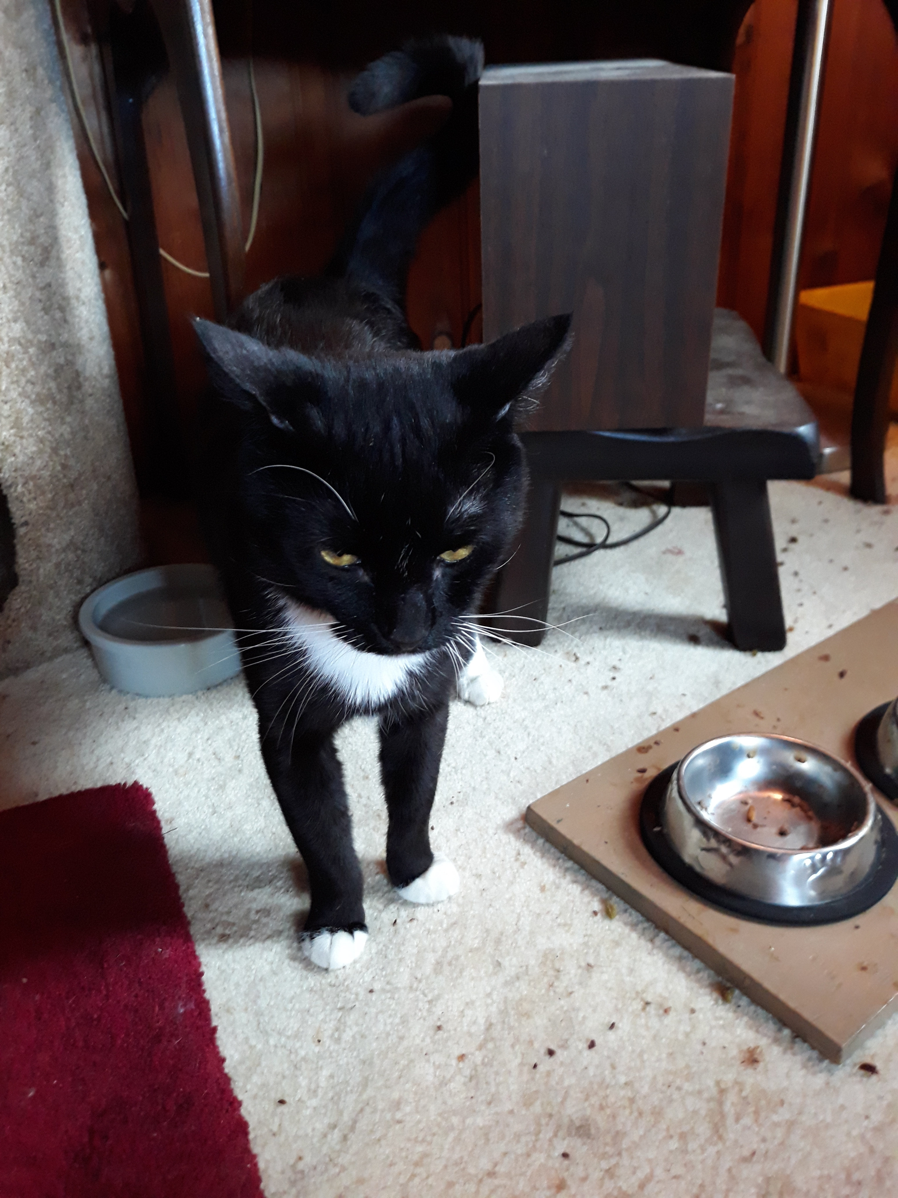 Enlarge Houdini, a Adoptable Domestic Short Hair in Springfield, PA image 1/10