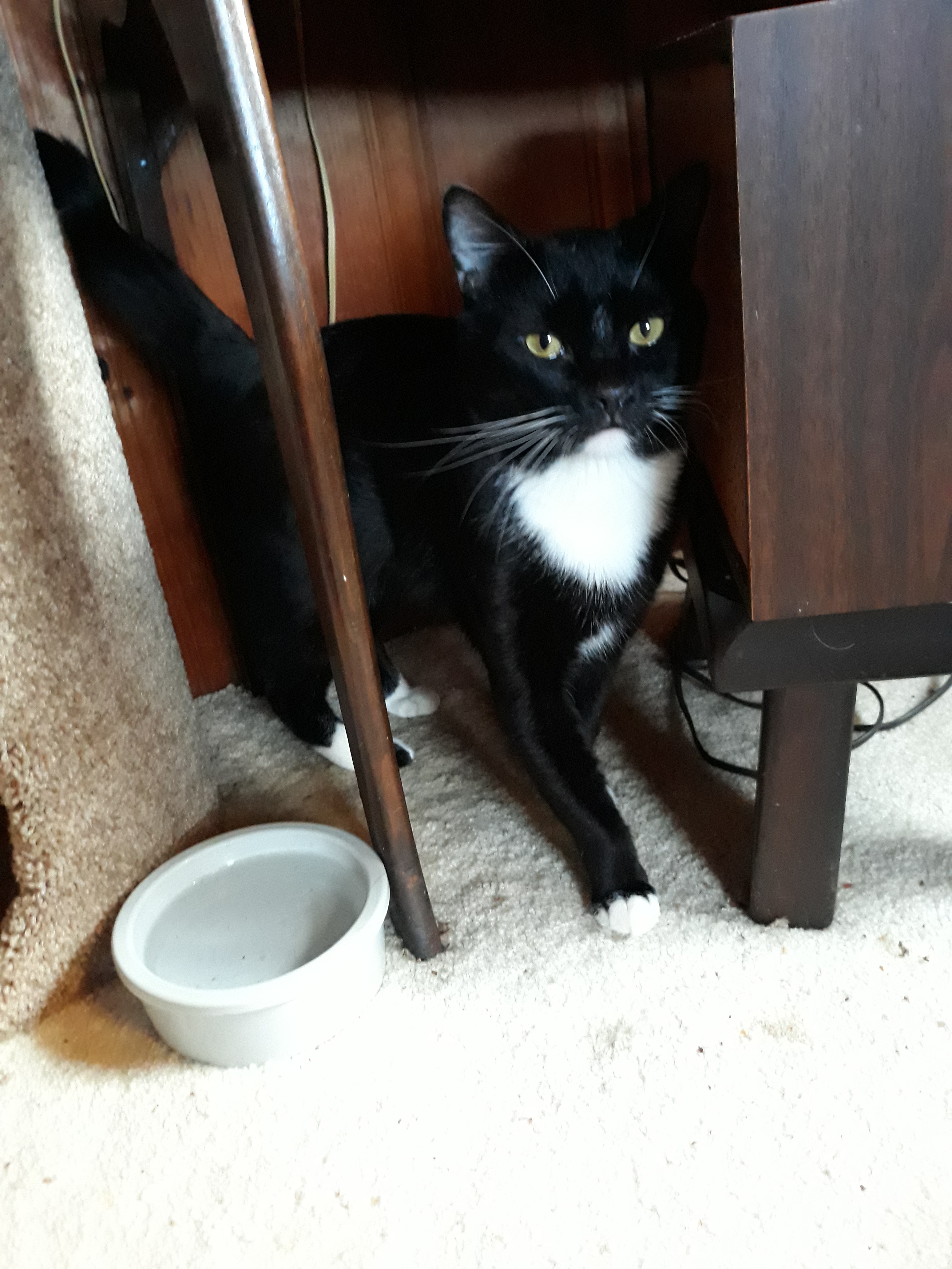 Enlarge Houdini, a Adoptable Domestic Short Hair in Springfield, PA image 2/10