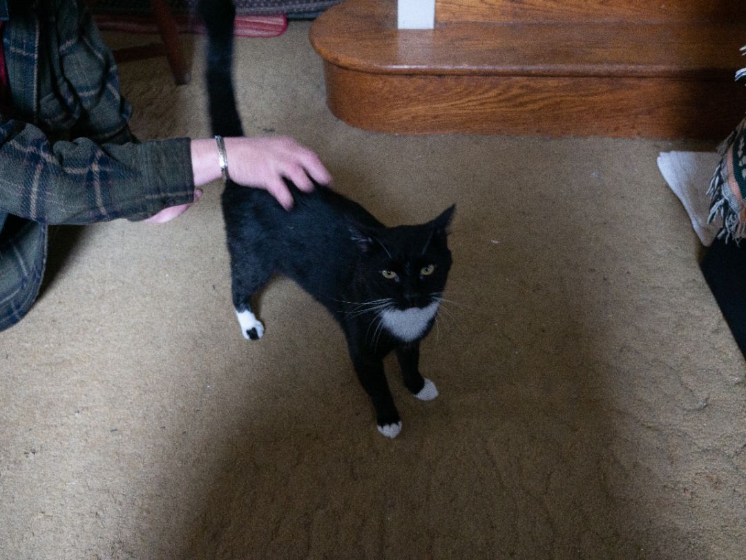 Enlarge Houdini, a Adoptable Domestic Short Hair in Springfield, PA image 3/10