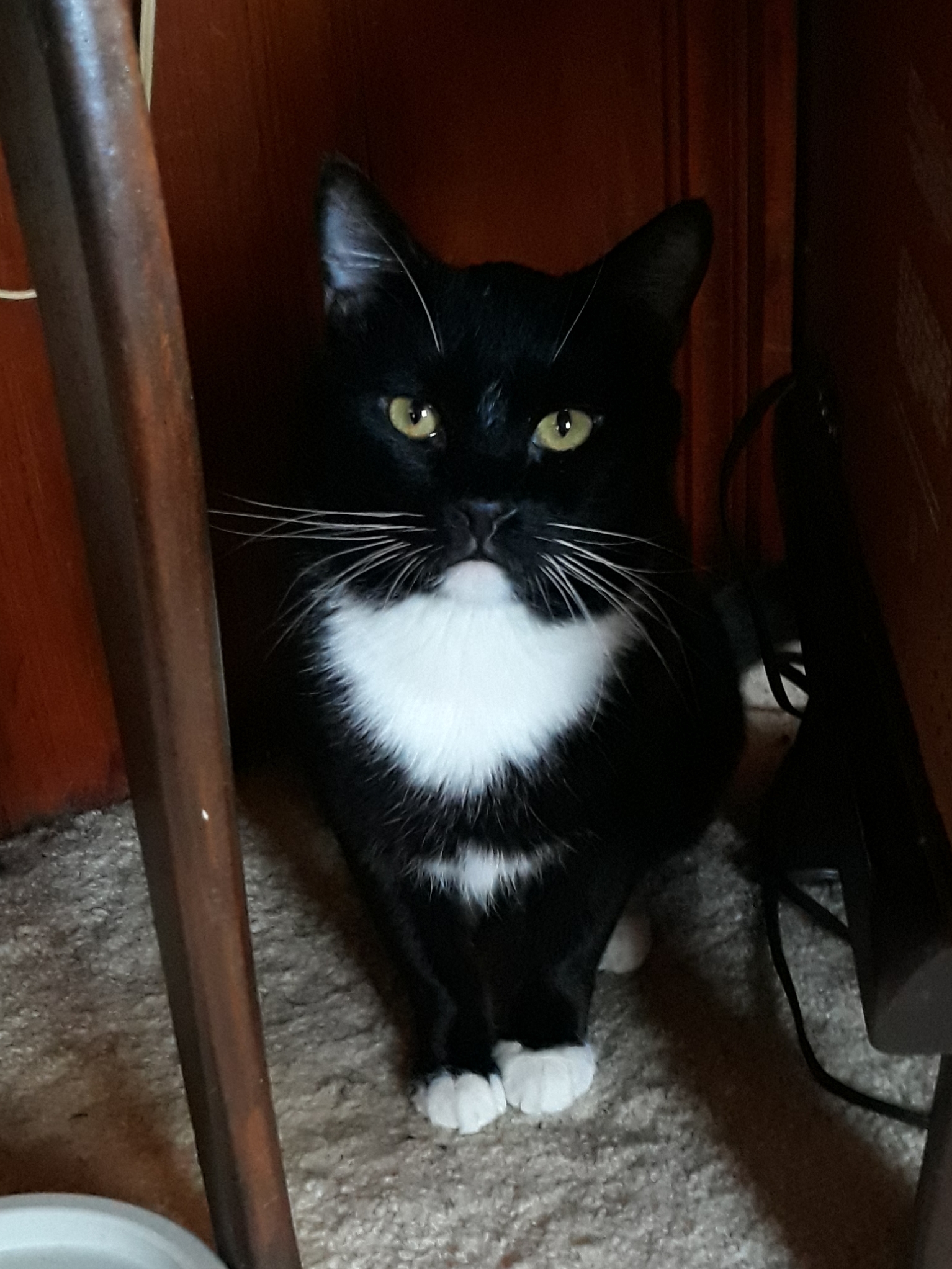 Enlarge Houdini, a Adoptable Domestic Short Hair in Springfield, PA image 4/10