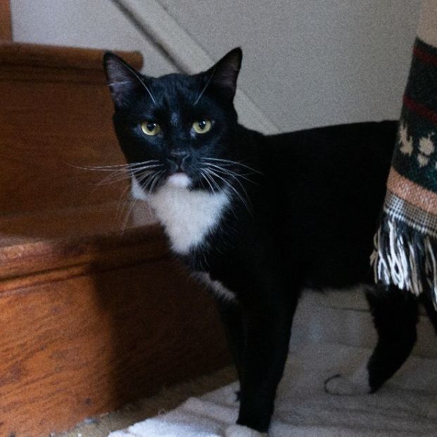 Enlarge Houdini, a Adoptable Domestic Short Hair in Springfield, PA image 5/10