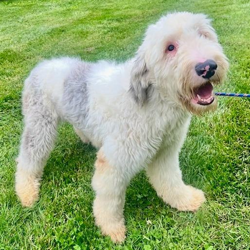 Elowen, Adoptable, Young Female Sheep Dog.