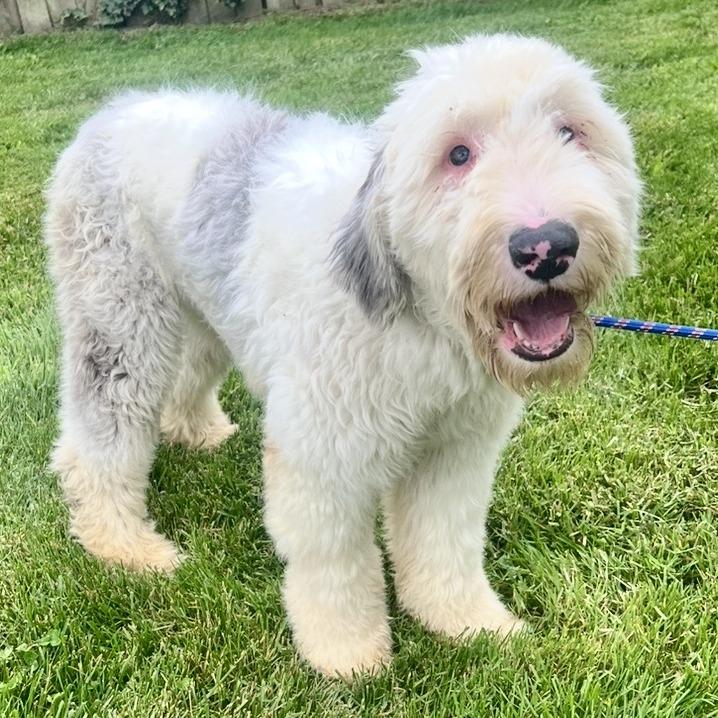 Elowen, a Adoptable Sheep Dog in Cincinnati, OH image 2/3