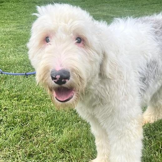 Elowen, a Adoptable Sheep Dog in Cincinnati, OH image 3/3