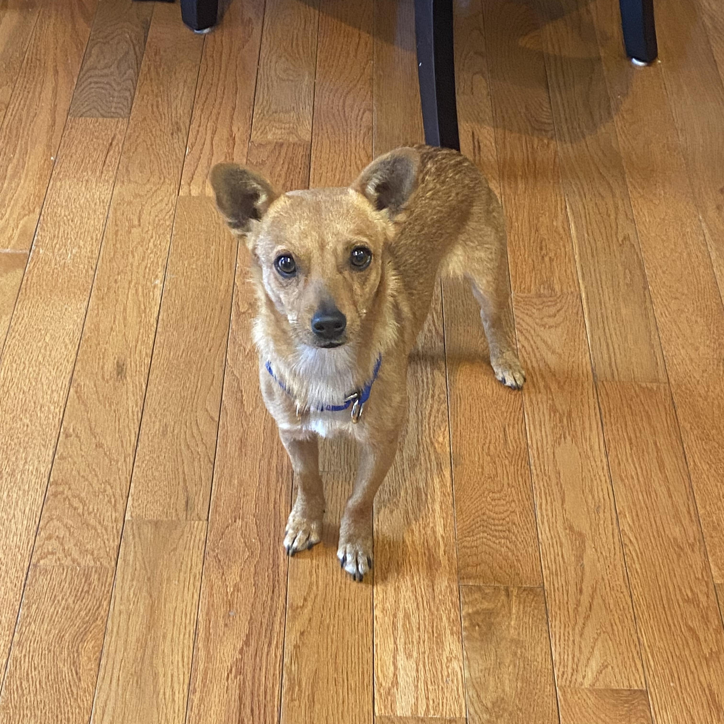 Enlarge Taco , a Adoptable mixed breed in Leesburg, VA image 3/6