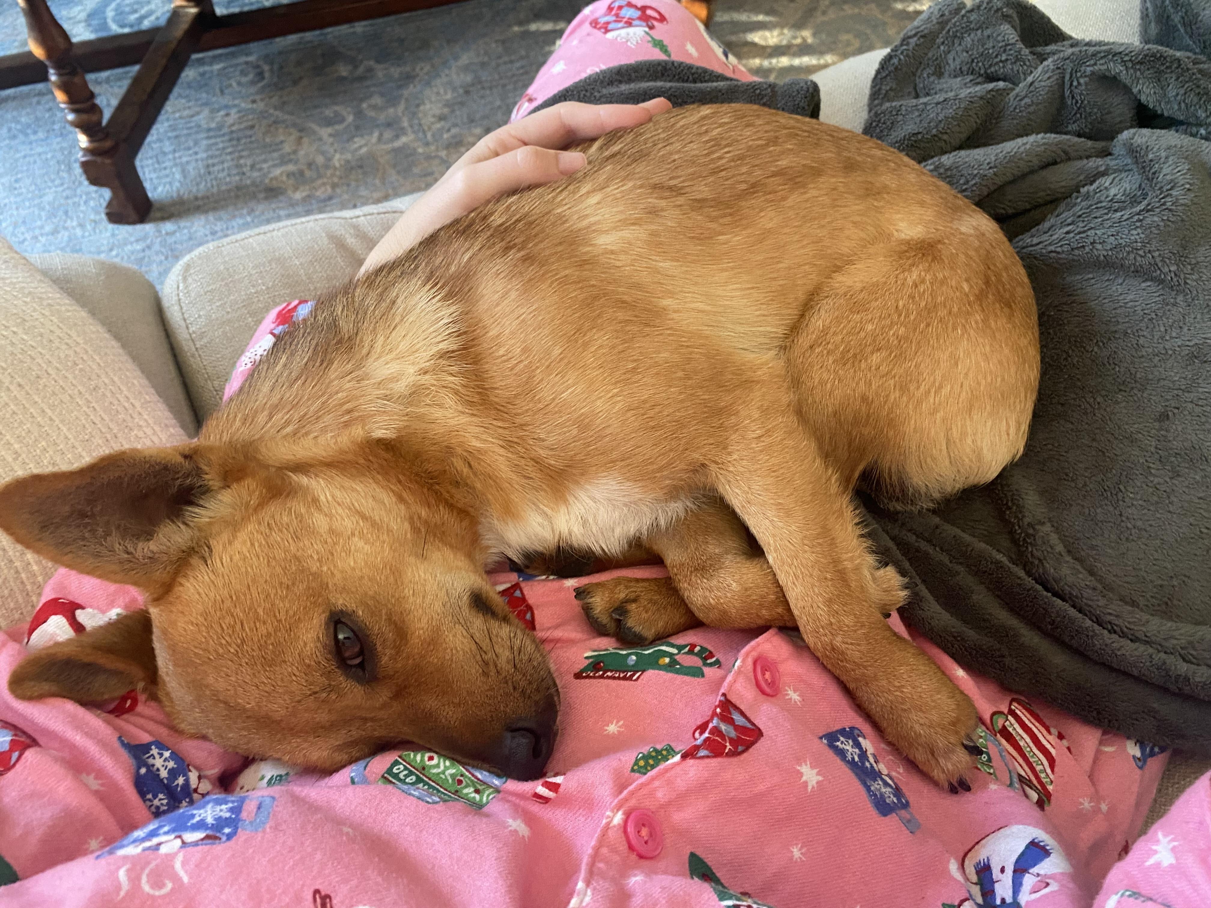 Taco , Adoptable, Young Male Chihuahua.