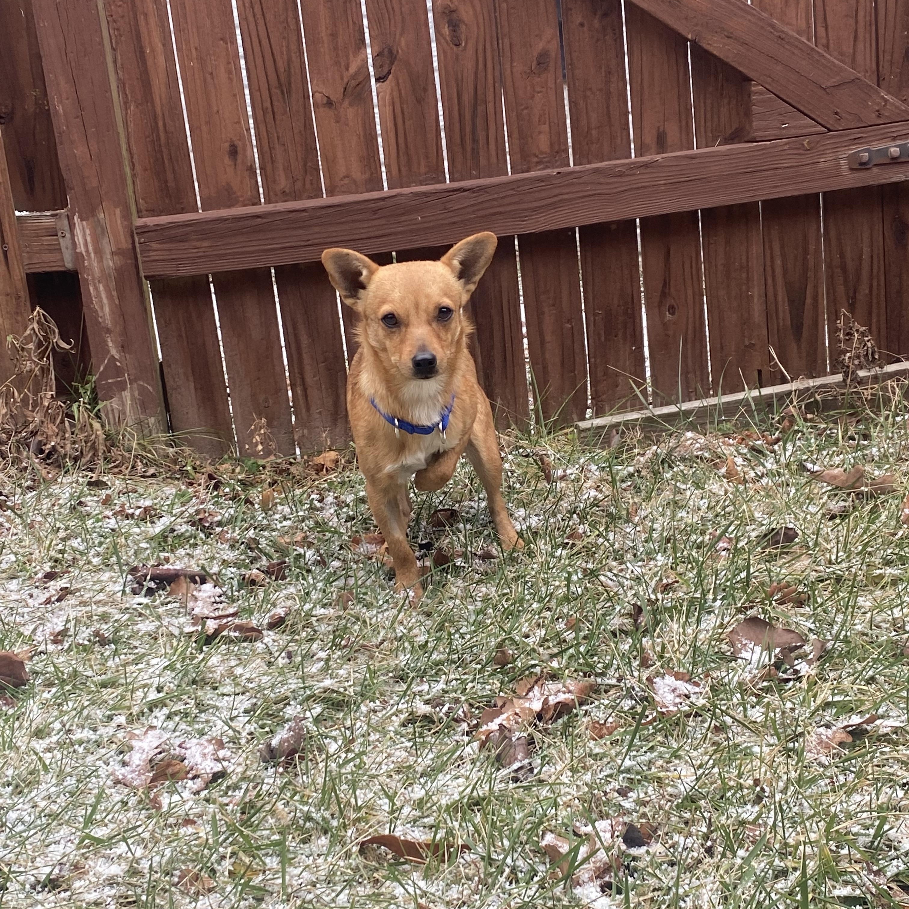 Enlarge Taco , a Adoptable mixed breed in Leesburg, VA image 5/6