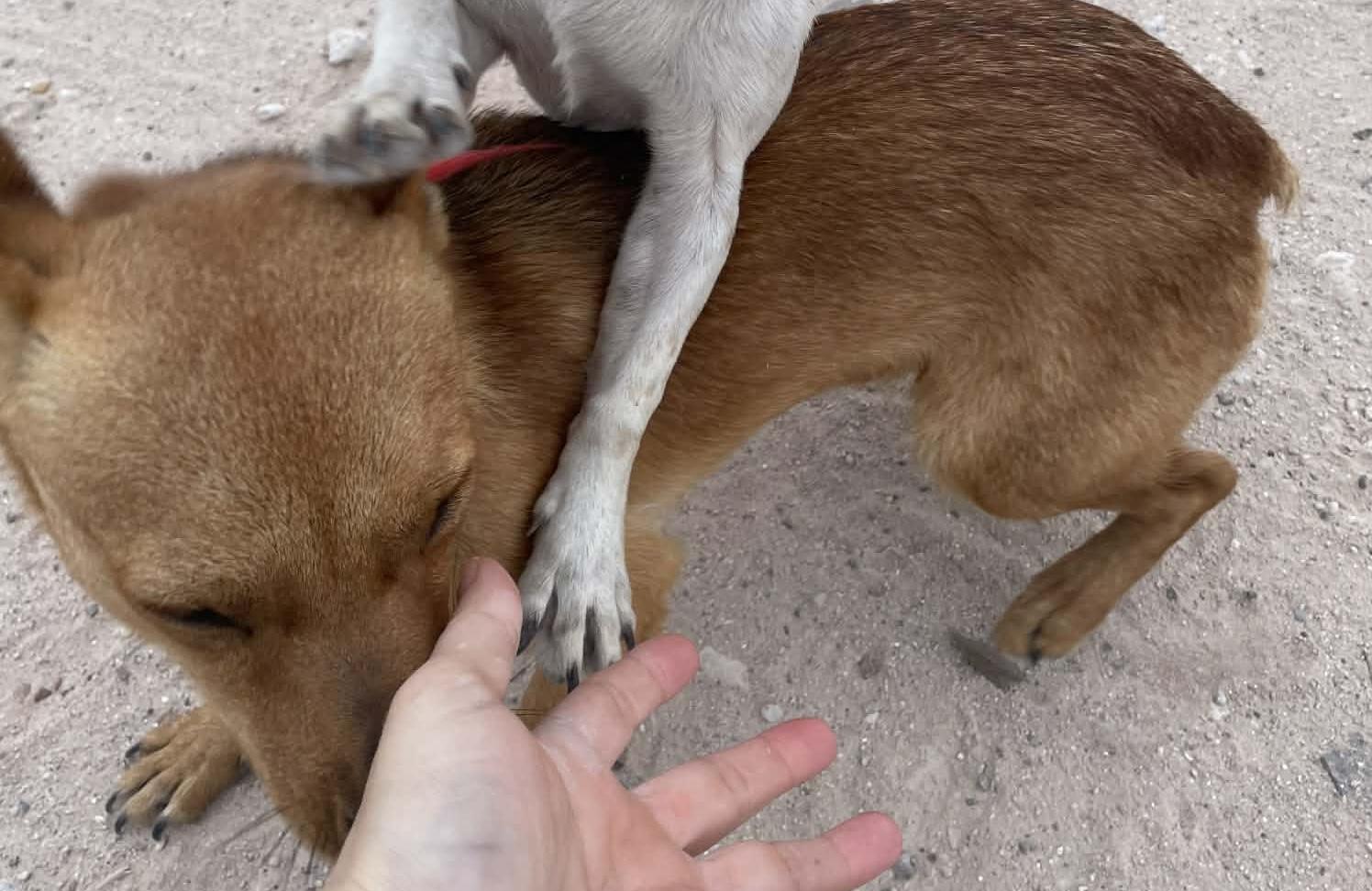 Taco (Coming Soon), Adoptable, Young Male Chihuahua.