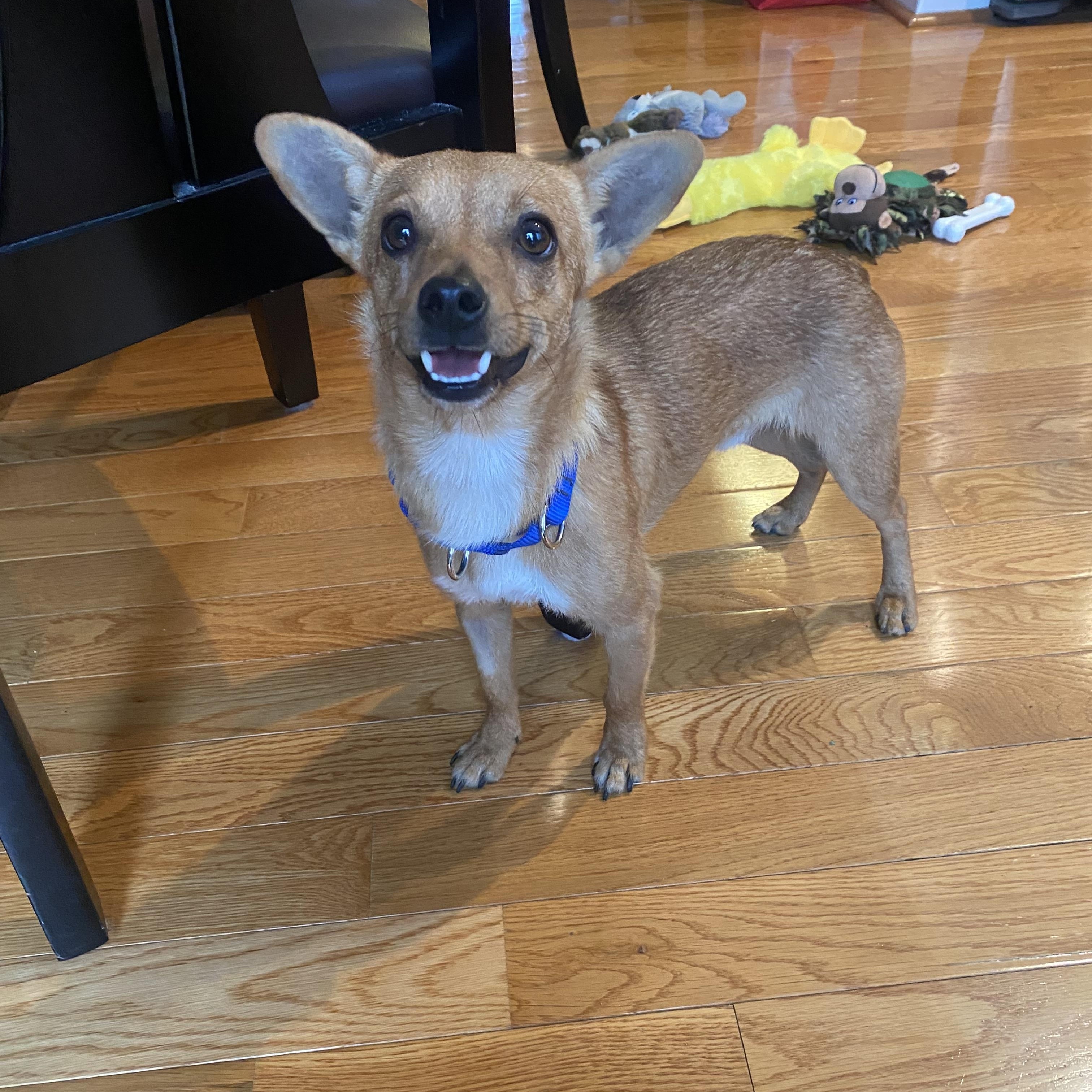 Enlarge Taco , a Adoptable mixed breed in Leesburg, VA image 2/6