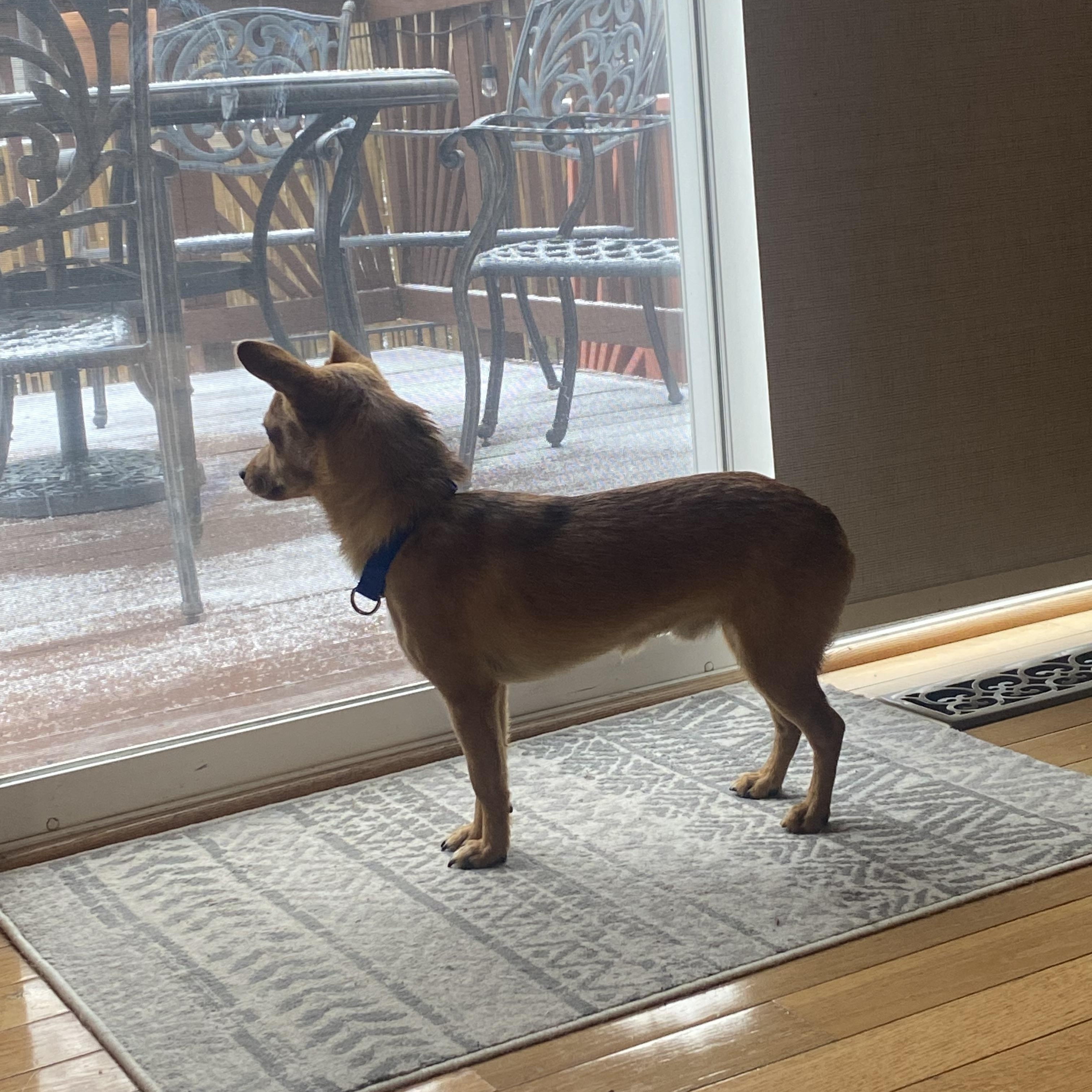 Enlarge Taco , a Adoptable mixed breed in Leesburg, VA image 4/6