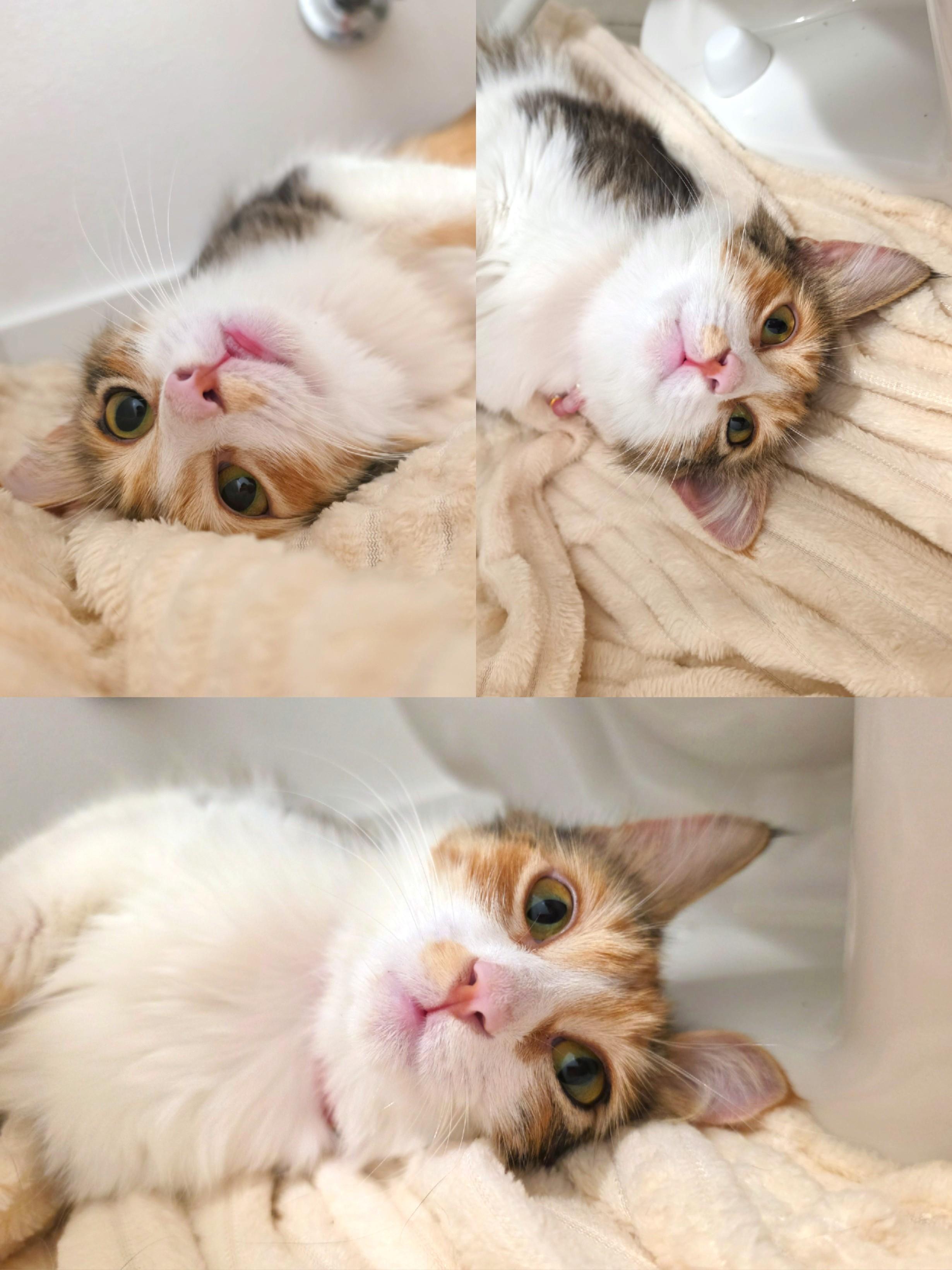 Enlarge Somi, an adopted Domestic Medium Hair in Yorba Linda, CA image 5/6