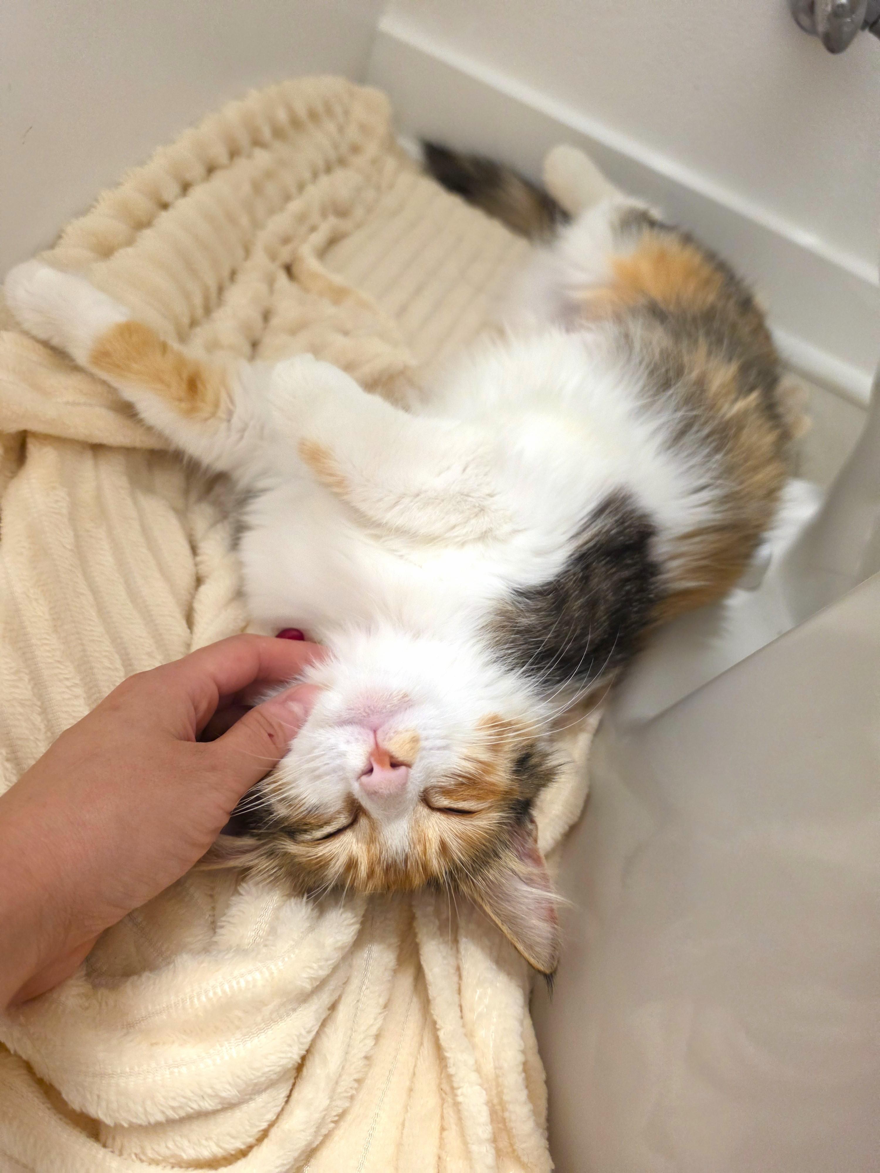Enlarge Somi, an adopted Domestic Medium Hair in Yorba Linda, CA image 6/6