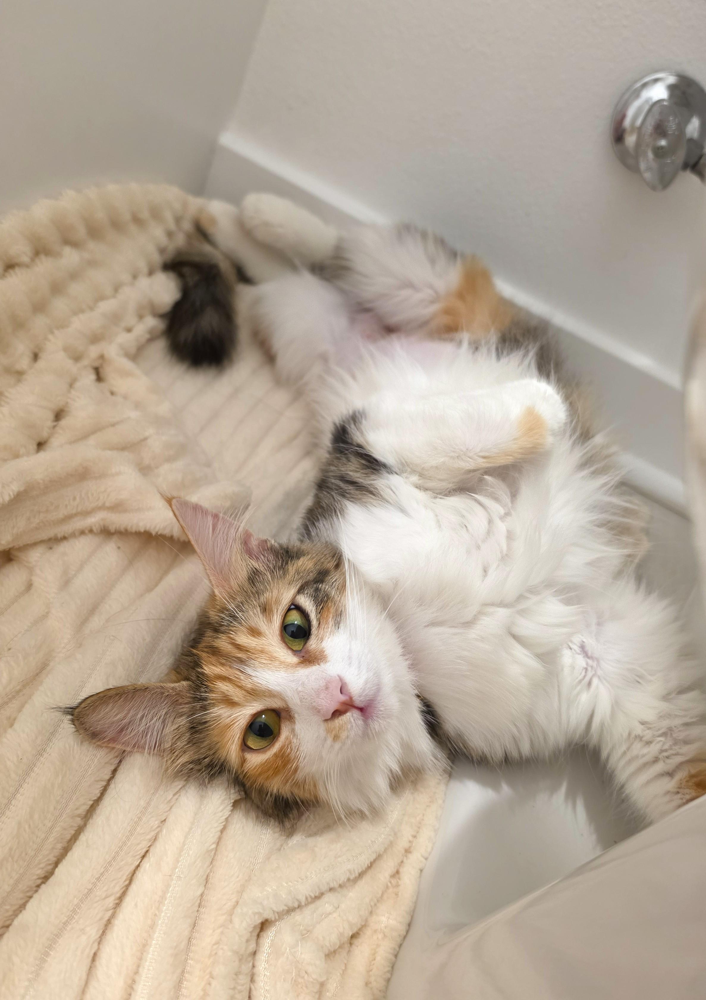 Enlarge Somi, an adopted Domestic Medium Hair in Yorba Linda, CA image 4/6