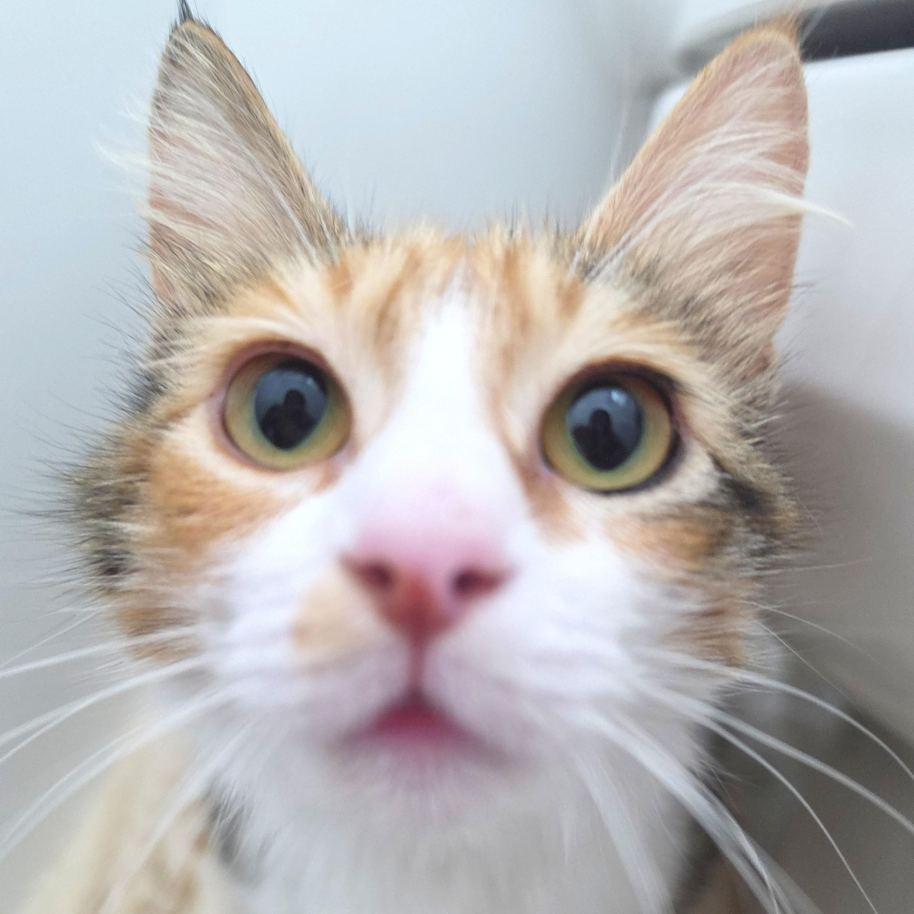 Enlarge Somi, an adopted Domestic Medium Hair in Yorba Linda, CA image 2/6