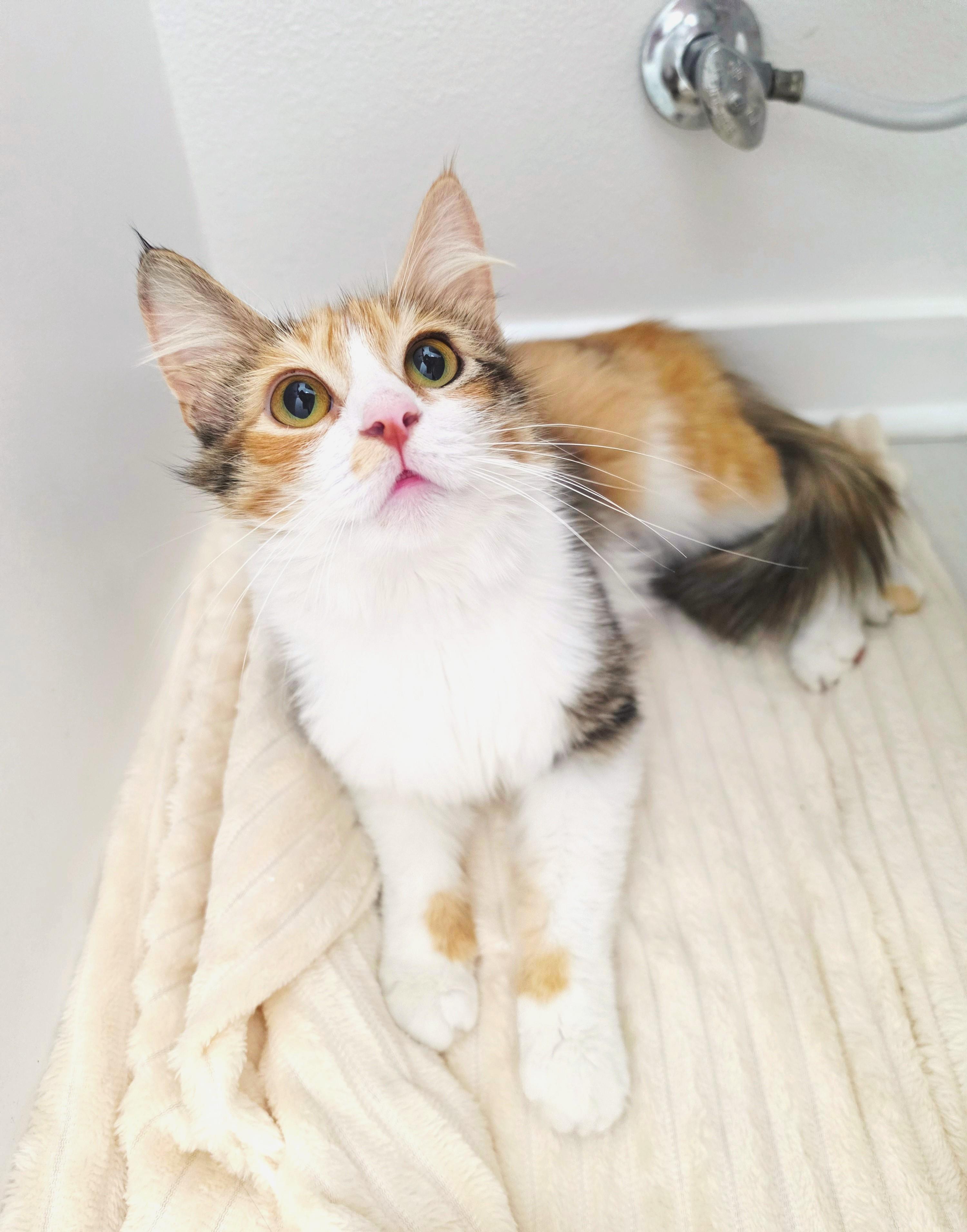 Enlarge Somi, an adopted Domestic Medium Hair in Yorba Linda, CA image 1/6