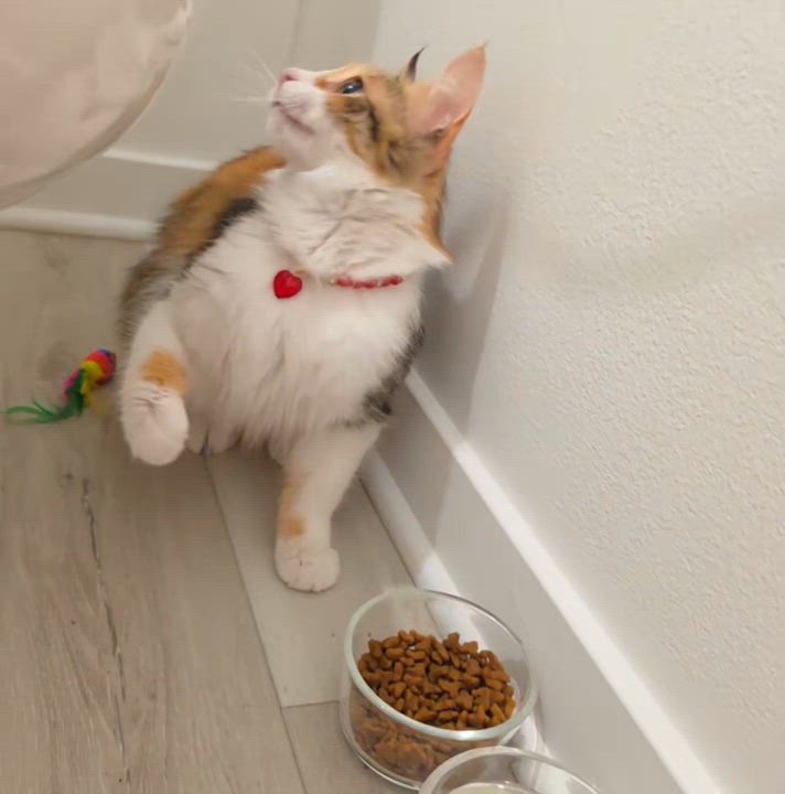 Enlarge Somi, an adopted Domestic Medium Hair in Yorba Linda, CA video 3/6