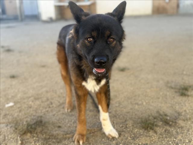 Enlarge BUNDY, a Adoptable Mixed Breed in Los Angeles, CA image 1/1