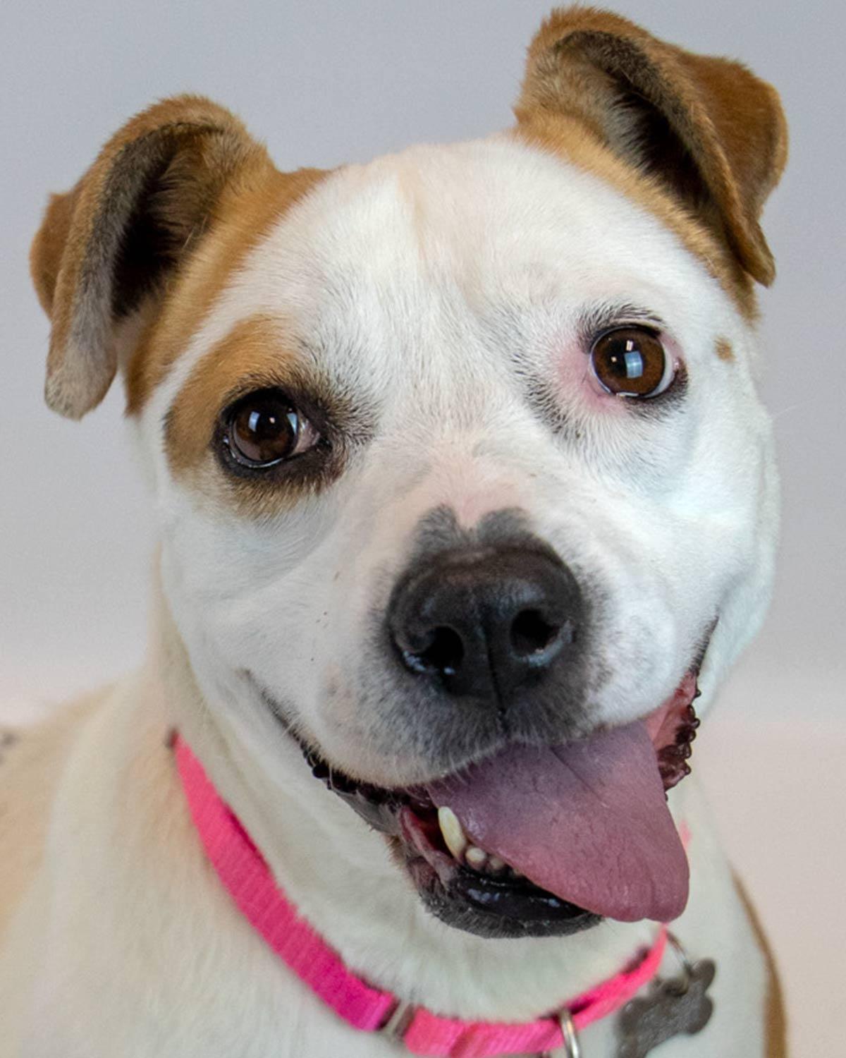 Enlarge Scarlet, a ADOPTABLE mixed breed in Kennesaw, GA image 1/6