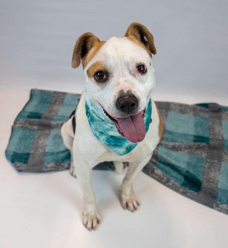 Enlarge Scarlet, a ADOPTABLE mixed breed in Kennesaw, GA image 5/6