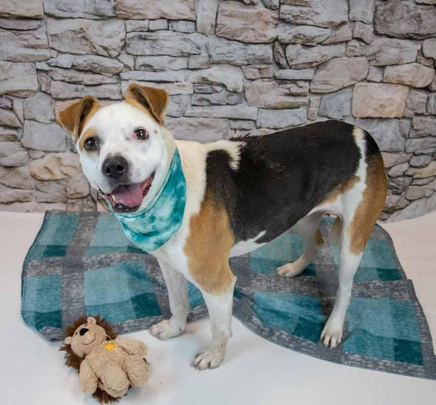 Enlarge Scarlet, a ADOPTABLE mixed breed in Kennesaw, GA image 4/6