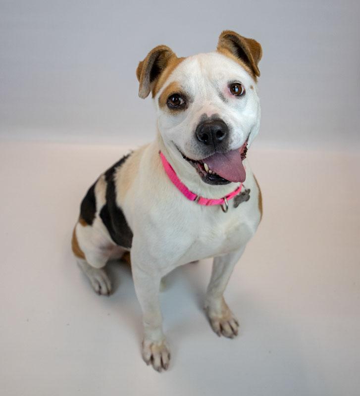 Enlarge Scarlet, a ADOPTABLE mixed breed in Kennesaw, GA image 6/6