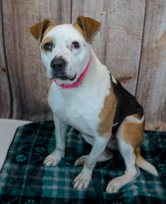 Enlarge Scarlet, a ADOPTABLE mixed breed in Kennesaw, GA image 2/6