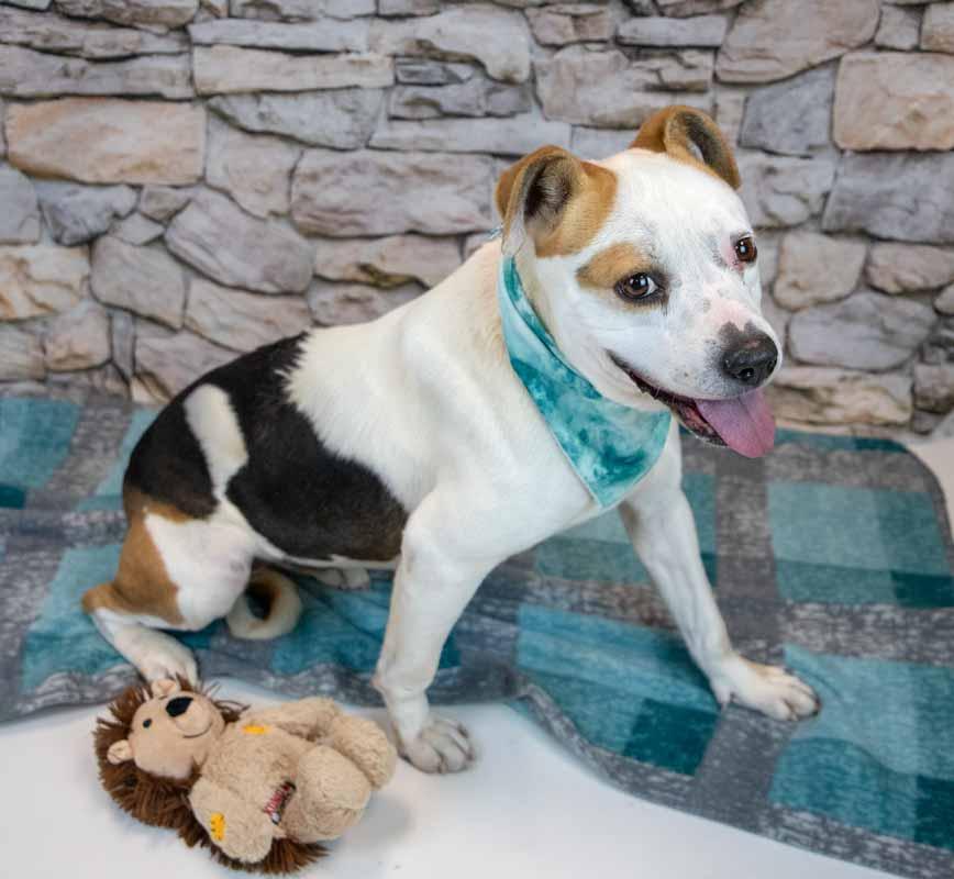 Enlarge Scarlet, a ADOPTABLE mixed breed in Kennesaw, GA image 3/6