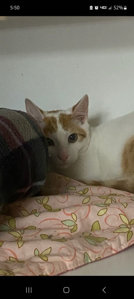 Ron, Adopted, Kitten Male Domestic Short Hair.