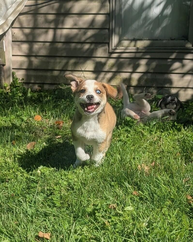 Enlarge Poncho, a Adoptable mixed breed in Columbus, OH image 2/6