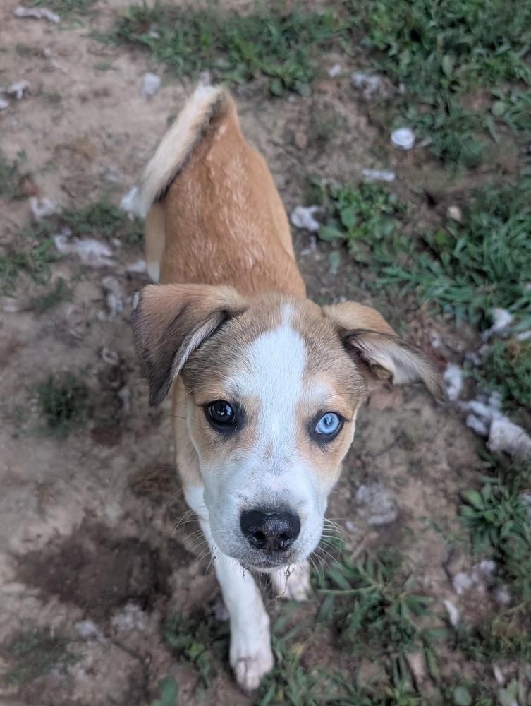 Poncho, a Adoptable mixed breed in Columbus, OH image 3/6