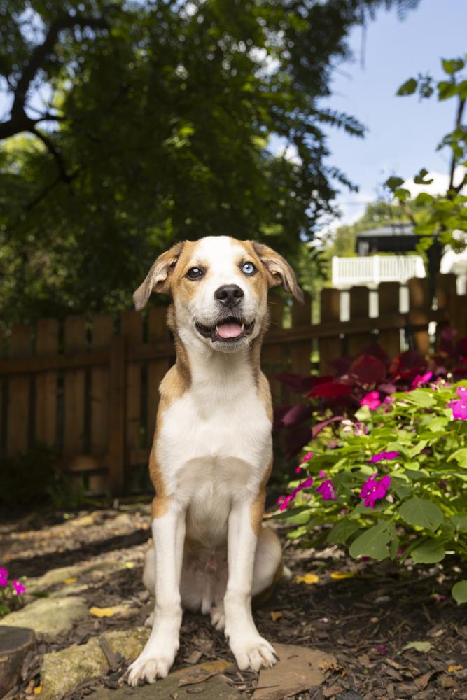 Enlarge Poncho, a Adoptable mixed breed in Columbus, OH image 1/6
