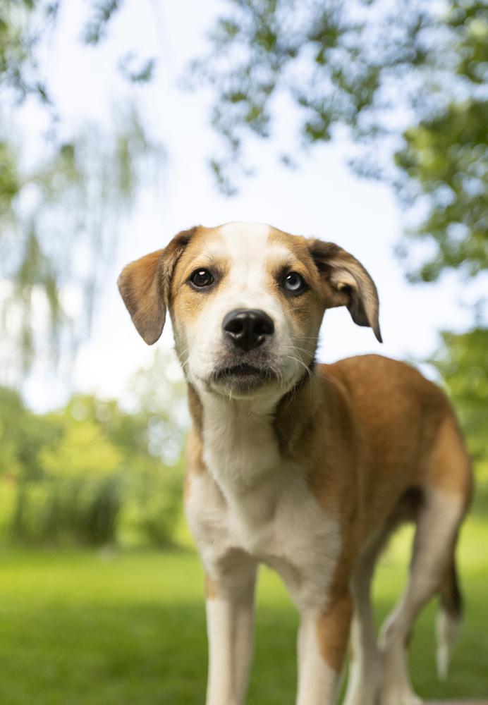 Enlarge Poncho, a Adoptable mixed breed in Columbus, OH image 2/6