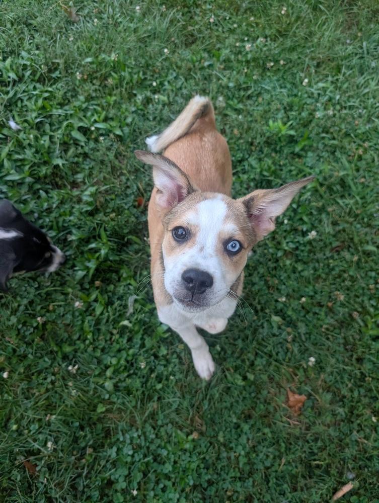 Poncho, a Adoptable mixed breed in Columbus, OH image 4/6