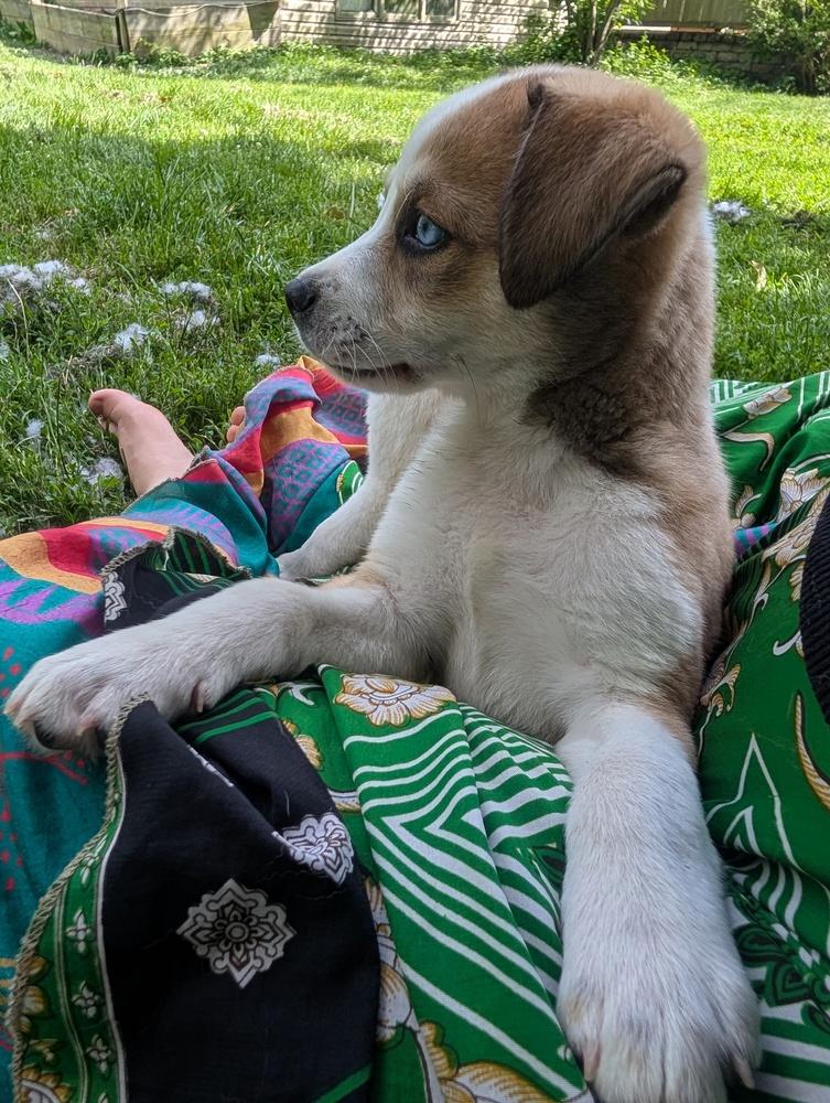 Enlarge Poncho, a Adoptable mixed breed in Columbus, OH image 3/6