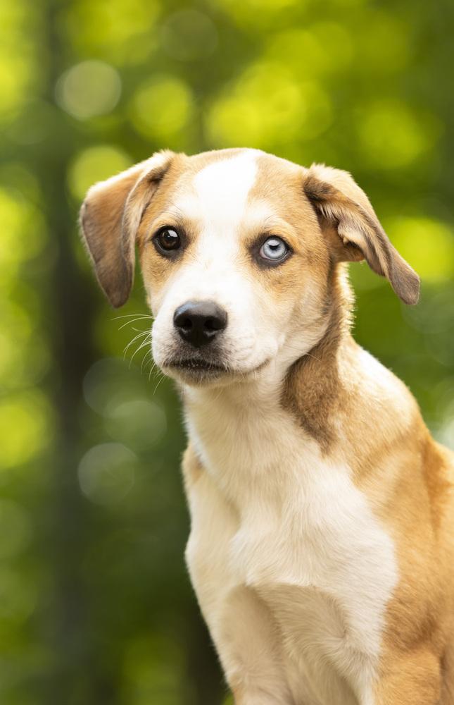 Enlarge Poncho, a Adoptable mixed breed in Columbus, OH image 3/6
